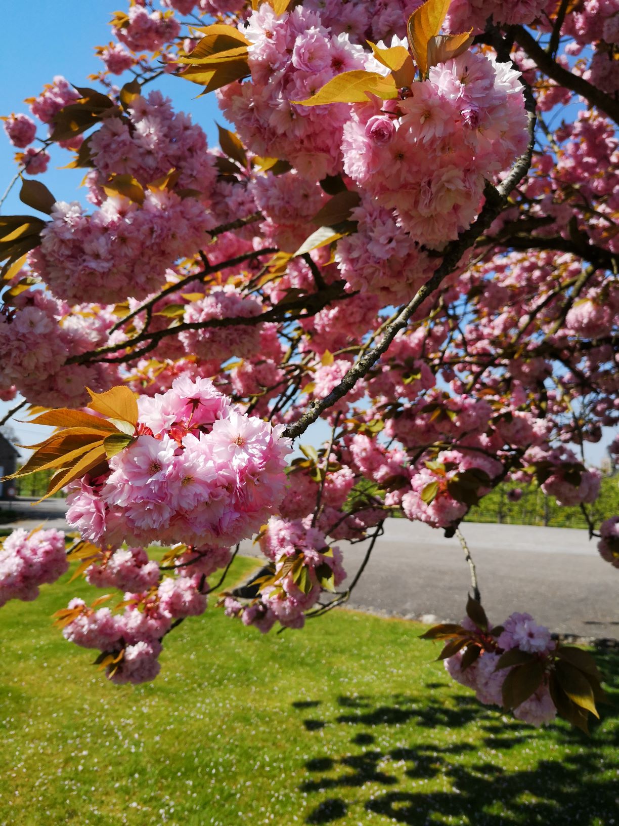 IMG_20190420_135028M