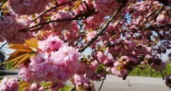 IMG_20190420_135028M